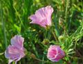 Malope malacoides